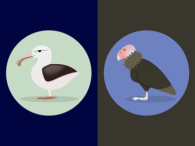 Albatross + Condor albatross animal audubon bird california condor seabird vector