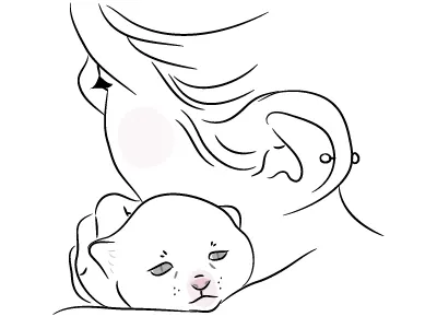 Gato cat gato kitten