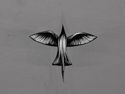 Fly drawing illustration