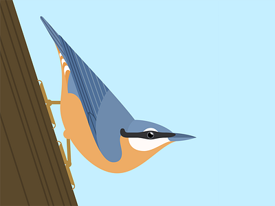 Nuthatch bird