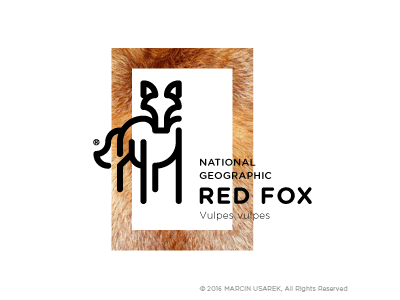 RED FOX / National Geographic animal animals construction days fox geographic icon logo national path pictogram red