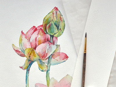Botanical Illustration botanical art botany flora flowers lotus watercolor