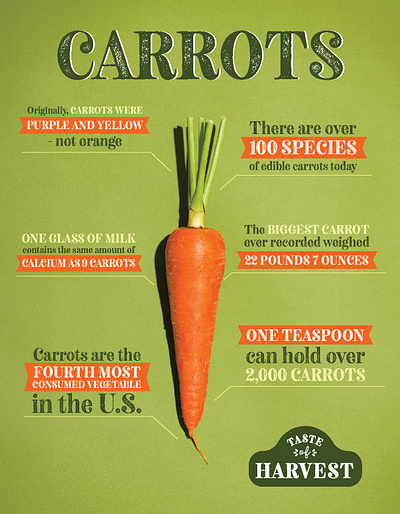 GEC - Taste of Harvest - Carrots branding carrots design infographic logo vegetable