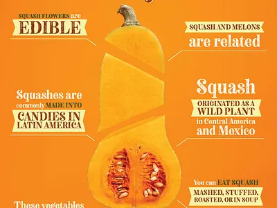 GEC - Taste of Harvest - Autumn Squash design infographic logo squash vegetable