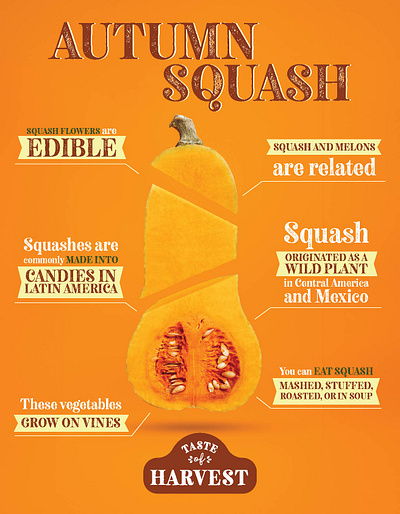 GEC - Taste of Harvest - Autumn Squash design infographic logo squash vegetable