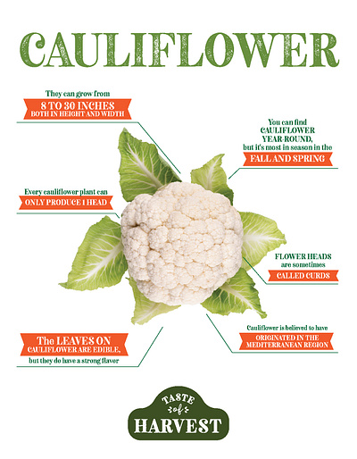 GEC - Taste of Harvest - Cauliflower branding cauliflower logo print vegetable