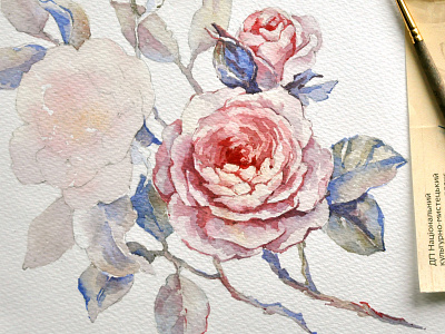 Botanical Illustration botanical illustration flora flowers leaves rose watercolor