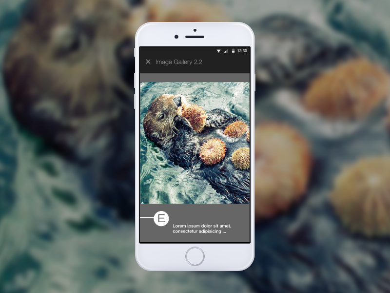 Otters! Sequential Gallery E made with invision mobile prototype ux wireframe
