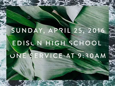 Palm leaves palm type