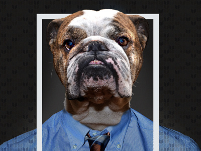 Who am I? bulldog graphic design photography