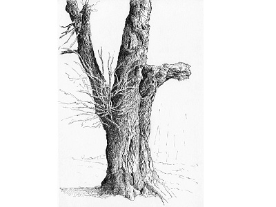Tree No.8 blackandwhite drawing ink sketch tree