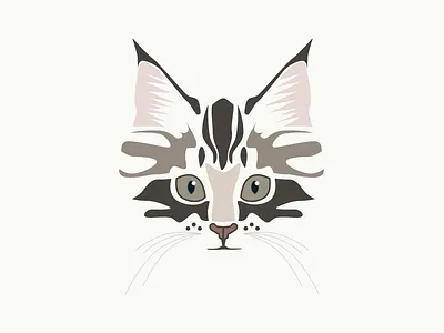 Magnus cat kitten norwegian forest cat