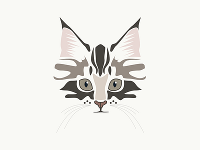 Magnus cat kitten norwegian forest cat