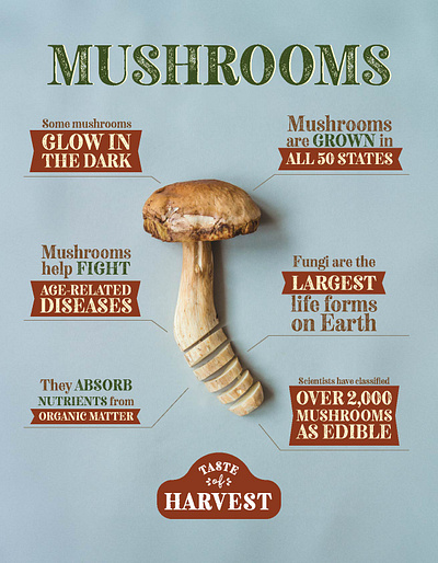 GEC - Taste of Harvest _ Mushrooms food infographic mushrooms print