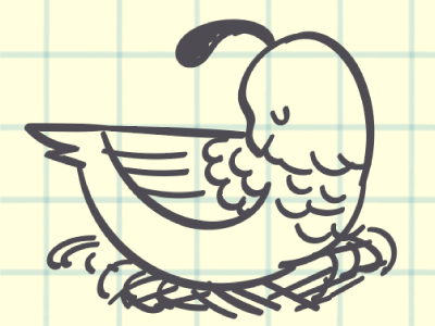 Sleepy Quail bird quail sketch