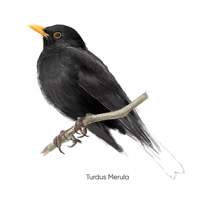 the Common Black Bird digital painting illustration painting