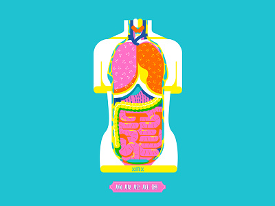 Thoracic cavity organs