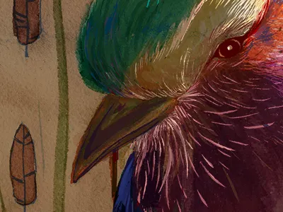 Lilac Breasted Roller bird editorial illustration lilac breasted roller