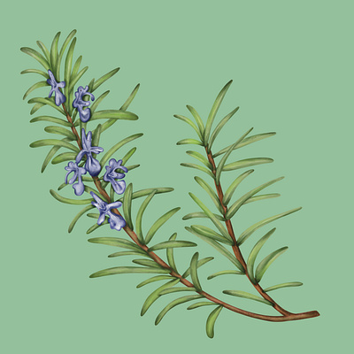 Rosemary Herb botanical botanical art cooking digital digital painting evergreen floral flower garden grow herb illustration leaf nature painting plant plant painting purple rosemary shrub