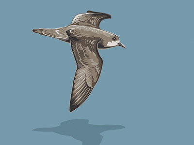 Pycrofts Petrel bird petrel vector