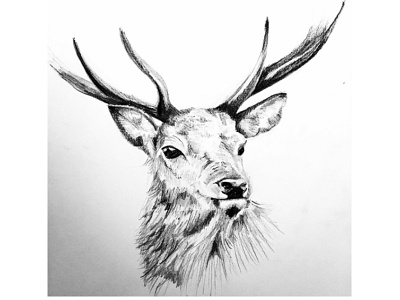 Stag pencil drawing country drawing pencil pencildrawing sketch stag