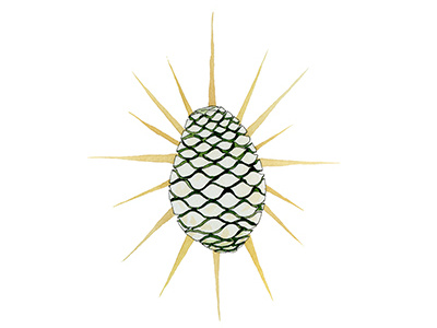 Piña Icon agave editorial illustration mezcál piña plant tequila watercolor