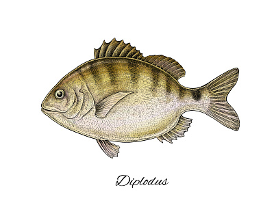 Diplodus art artwork diplodus fauna fish fishing illustration mixed media natural nature sea underwater