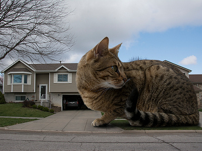 Big Kitty Cat!!! big cat cat crazy kitty perspective photography photoshop wildcat wildlife