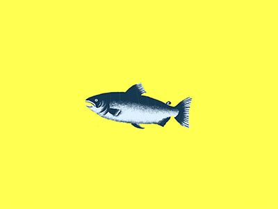 Salmon animation fish gif loop salmon