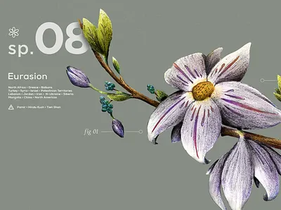 Flower Anatomy anatomy color drawn flower hand illustration layout plants texture