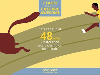 Facts about Cats Infographic cats infographic numbers