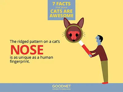 Facts about Cats Infographic cats infographic numbers