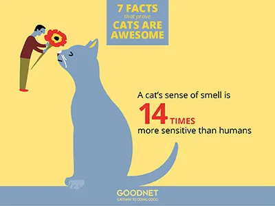 Facts about Cats Infographic cats infographic numbers