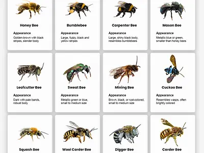 How To Identify Bees Guide bee bee identification