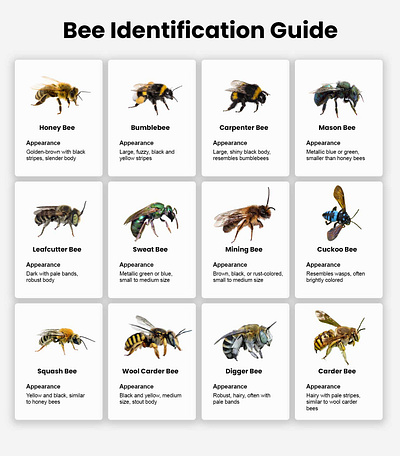 How To Identify Bees Guide bee bee identification