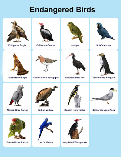 List of Endangered Birds endangered birds
