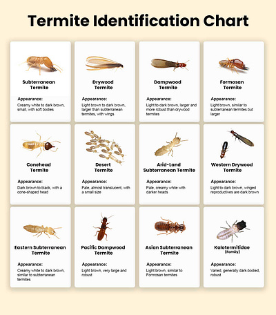 Termite Identification Chart termite termite identification termite identification chart