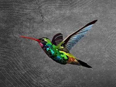 Hummingbird design hummingbird illustration vector
