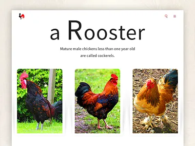 Rooster Inner Page design interface menu minimal navigation red site style typography ui ux web
