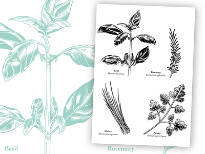 Herbs basil chives drawing herbs illustration kitchen parsley rosemary