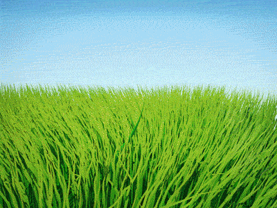 Spring 3d bud c4d flower grass hair spring