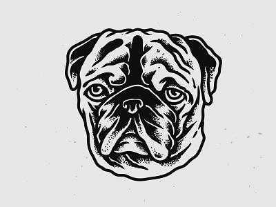 Please Adopt this Pug for poor pug sale