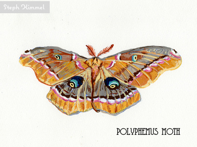 Polyphemous Moth design gouache illustration insects painting science