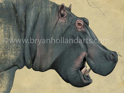 H is for hippo adobe photoshop african animal cintiq corel painter hippo mouth tusks wacom