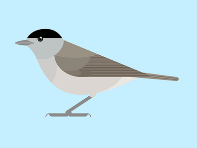 Black Cap bird birds