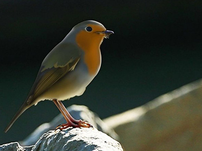Bird bird digital painting painting realistic painting