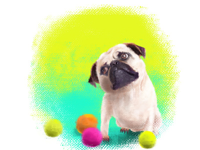 My little Cinnabon brush design illustration mexico pet pug