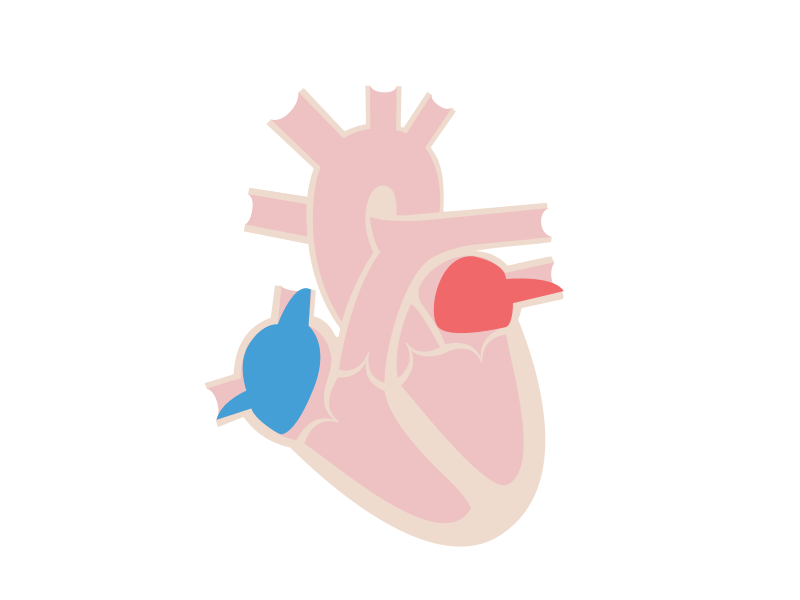 Heart beat animated artery beat blood gif heart pulse vein