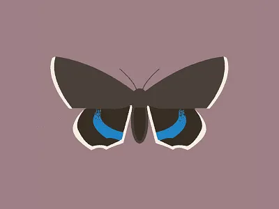 Moth (catocala fraxini) butterfly design hawkmoth illustration moth