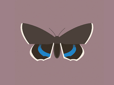 Moth (catocala fraxini) butterfly design hawkmoth illustration moth